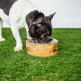 Load image into Gallery viewer, GF Pet Mango Wood Bowl Single
