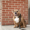 Load image into Gallery viewer, GF Pet  Reflective Collar
