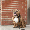 Load image into Gallery viewer, GF Pet  Reflective Leash
